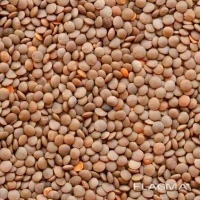 Продам красную чечевицу очищенную