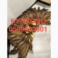 Купуємо куплю шкіри куниці бобра зайця норки видри
