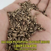 Продаж насіння розторопші гуртом
