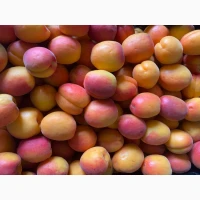 Продам абрикос Пріція Цунамі