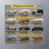 Продам поросят дюрок ландрас петрен ф1