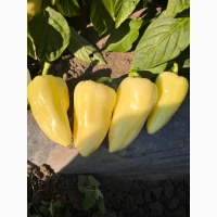 Продам Перець Хаскі оптом з поля