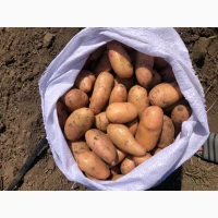 Продам розовый картофель мега качество
