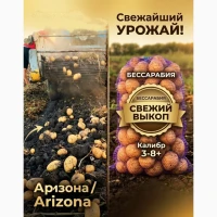 Продаж продовольчої картоплі оптом - сорт Арізона