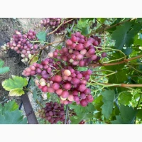 Продам столовий виноград