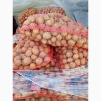 Продам насіннєву картоплю сорт Коломбо
