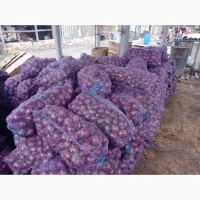 Продам фиолетовый репчатый лук, сорт Марс