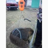 Продам нутрій