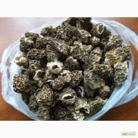 Продам сушені сморчки