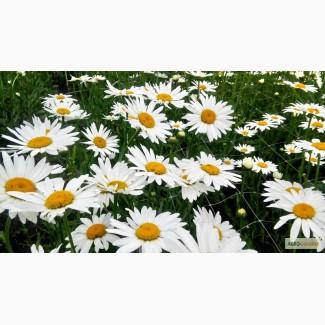 Ромашка белая супер ранняя, крупноцветковая, на срез