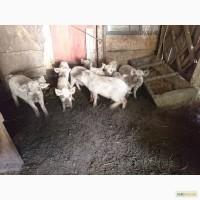 Продам поросята породы пуховой мангалицы(Мангал)