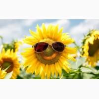 СРОЧНО продам посевной канадский трансгенный гибрид подсолнечника TIZIAN F 399