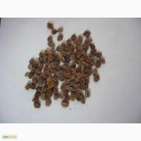 Продам семена черноголовника