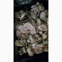 Вешенка 2 сорт