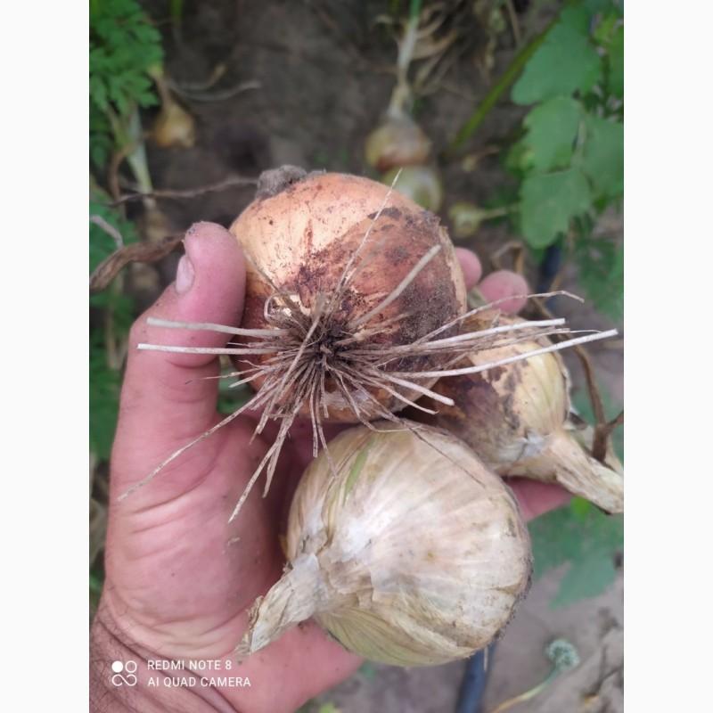 Фото 4. Маю покупців картоплі товарної та насіневої от фермерів та поставщиків с 10 тонн