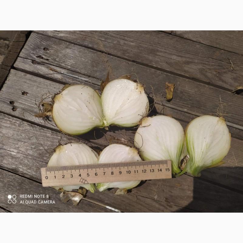 Фото 5. Маю покупців картоплі товарної та насіневої от фермерів та поставщиків с 10 тонн