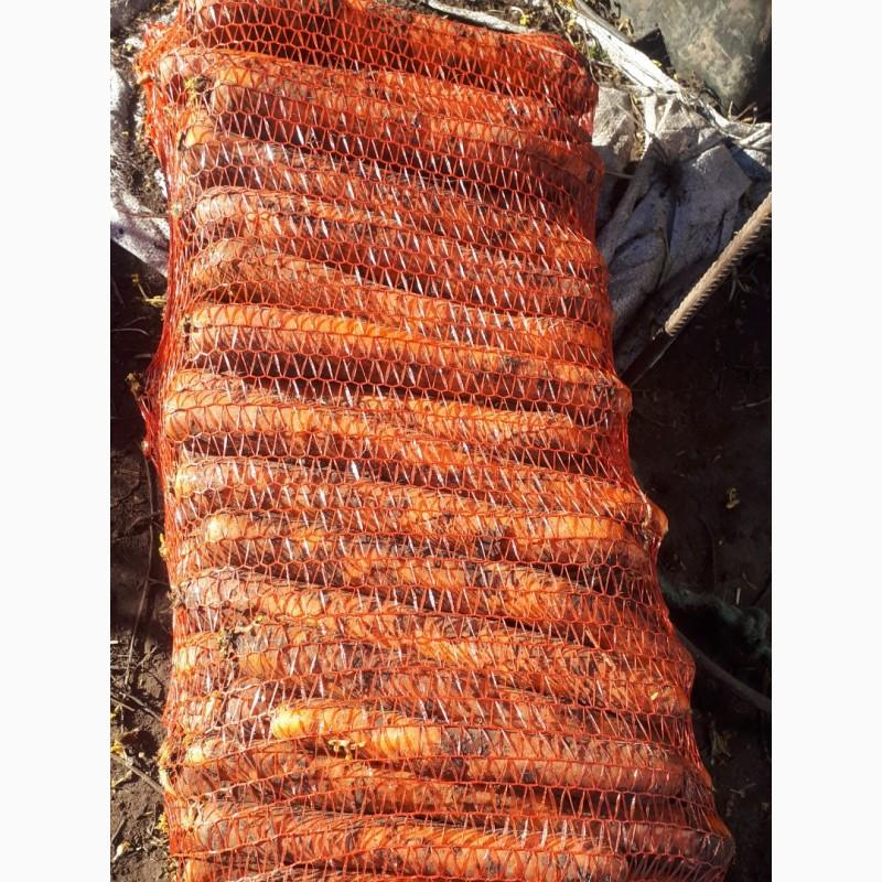 Фото 6. Маю покупців картоплі товарної та насіневої от фермерів та поставщиків с 10 тонн