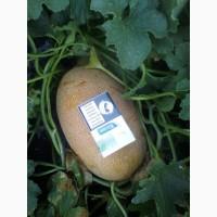 Продам дыни оптом