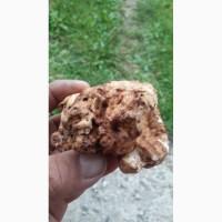 Білий карпатський трюфель