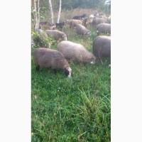 Терміново продам отару овець