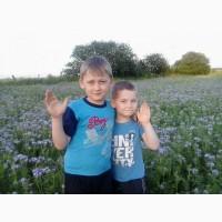 Продам пчелосемьи