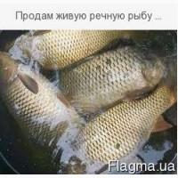 Продам живую речную рыбу малька:. линь, щука, карп карась, амур, сом