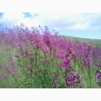 Продам насіння смолки