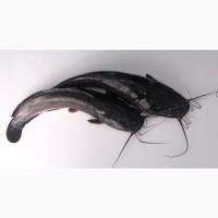 Кларієвий (клариевый) сом