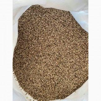 Насіння конопель технічних для масла