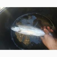 Продам форель два видирайдужка, голець