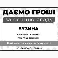 Шукаю заготівельників бузини