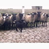 Продам овец романовской породы