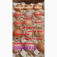 Инкубационные яйца мясо- яичного направления