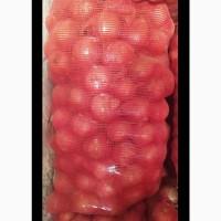 Оптовая продажа качественного лука из Турции