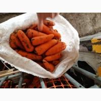 Продам морковь абако