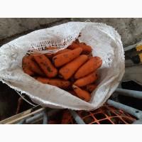 Продам морковь абако