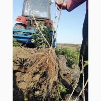 Саджанці порічки.Порічка.Ровада, Роднеус, Віксне, Джонкер Ван Тес. Саджанці порічки