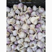 Закупаем чеснок Оптом