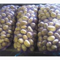 Картошка хорошему Стане