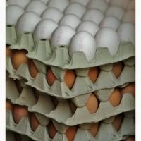 Продам куриные яйца