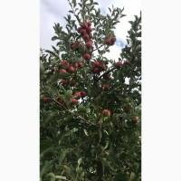 Продам яблука сорту Чемпіон, Декоста