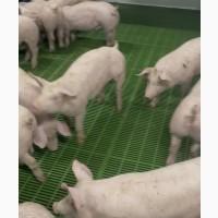 Продажа поросят, доставка по Украине