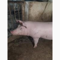 Продажа Хряка макстер