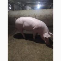 Продажа Хряка макстер