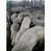 Продам свині живою вагою
