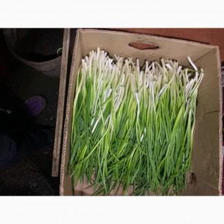 Цибуля зелена