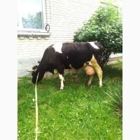 Продам добру дійну корову, спаровану