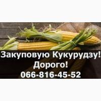 Закуплю кукурудзу 2024 року Урожая!Дорого!Оплата на вагах