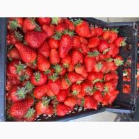 Куплю полуницю