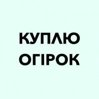 Куплю огірок тепличний в Закарпатській, Тернопільській та Івано-Франківській областях